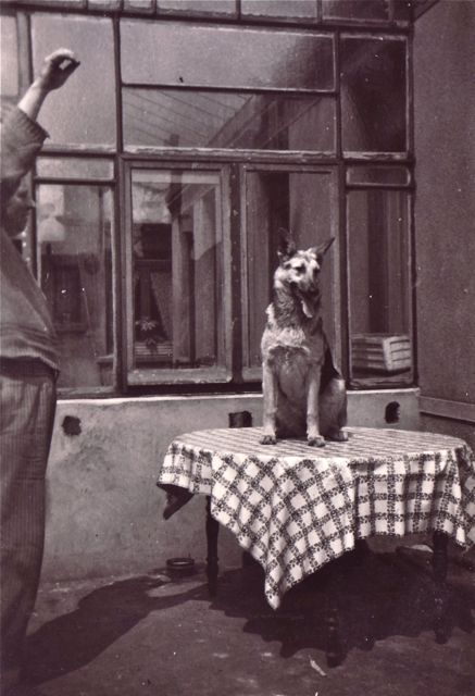 En als ons vader het teken gaf dan sprong Wolf op en ging hij de tafel dekken. Goed getraind!